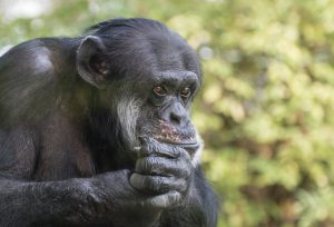 Portrait of a sad chimpanzee sitting on a tree in captivity, thinking about his life